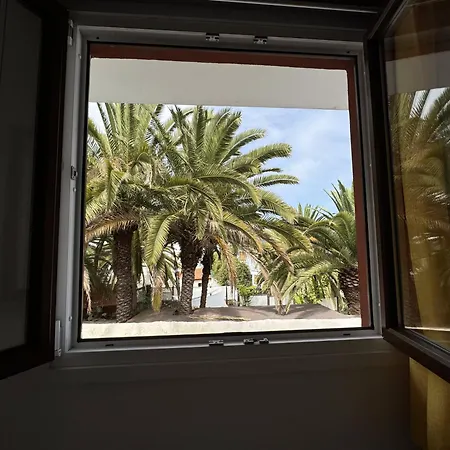 Phoenix Canariensis *