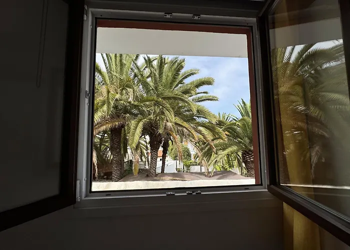 Phoenix Canariensis *