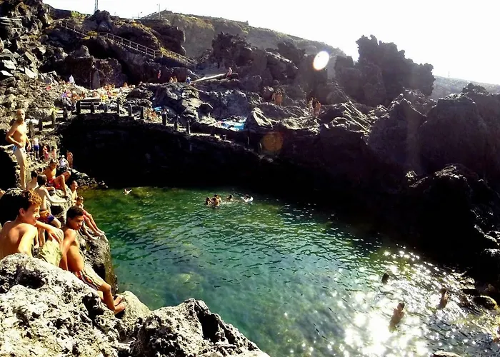 Phoenix Canariensis *