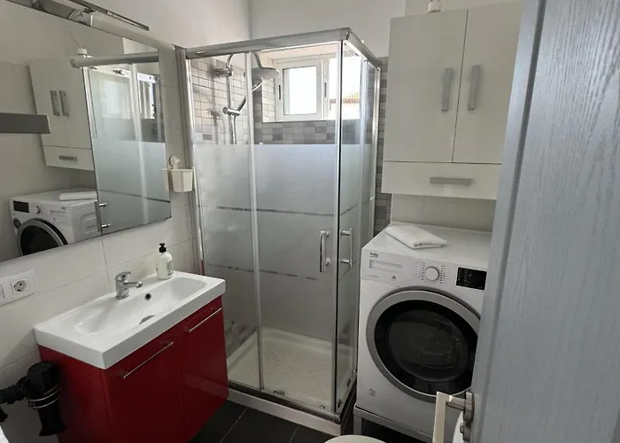 Phoenix Canariensis *