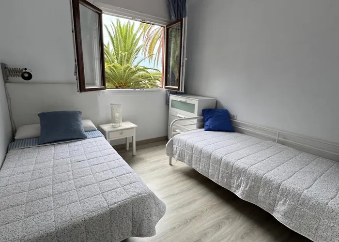 Phoenix Canariensis *