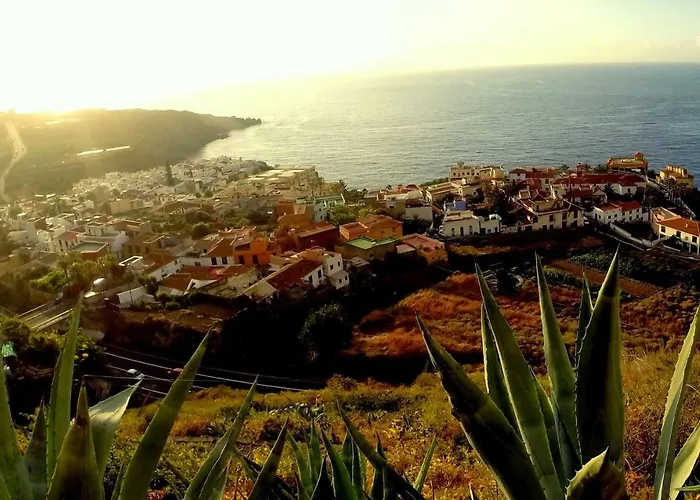 Phoenix Canariensis * San Juan de la Rambla
